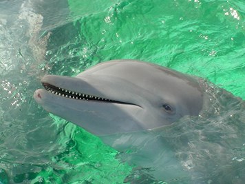 ENCUENTRO CON DELFINES